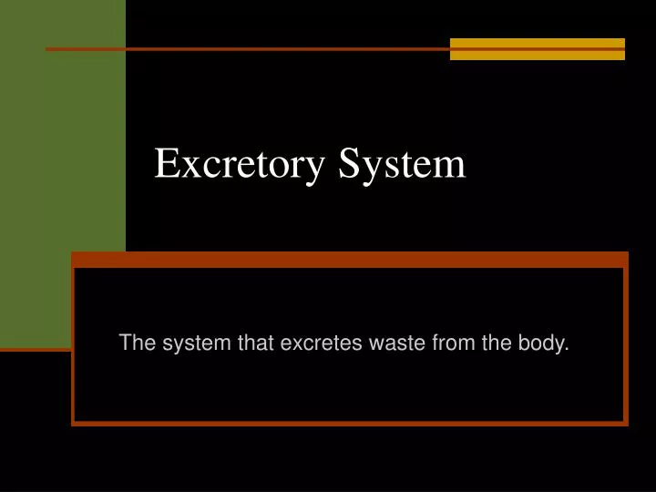 excretory system