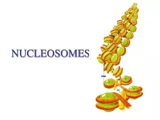 NUCLEOSOMES