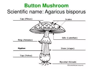 Button Mushroom Scientific name: Agaricus bisporus