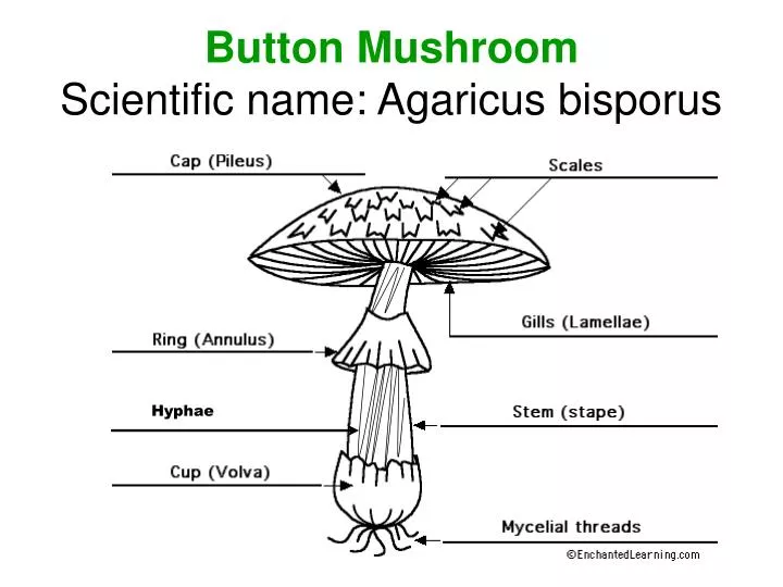 button mushroom scientific name agaricus bisporus