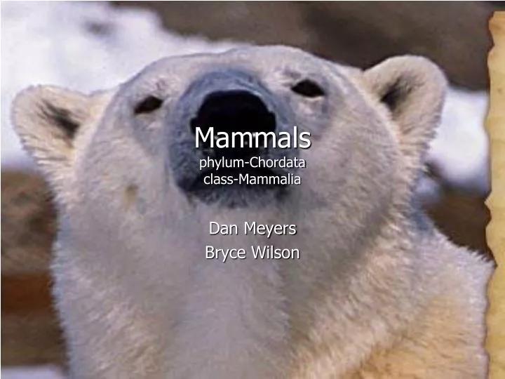 mammals phylum chordata class mammalia