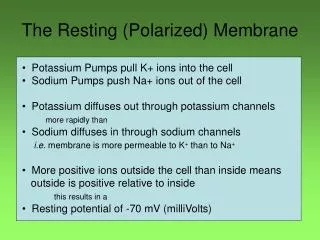 The Resting (Polarized) Membrane