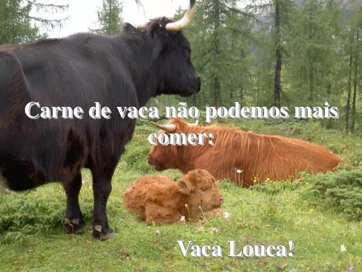 carne de vaca n o podemos mais comer