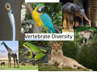 Vertebrate Diversity