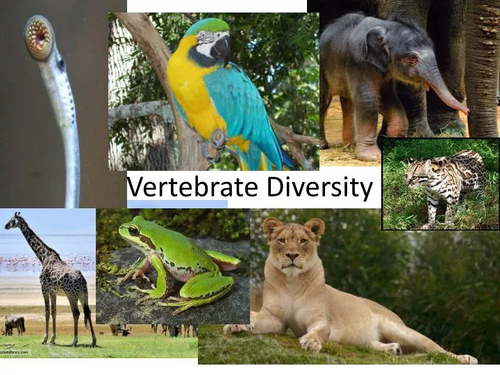 vertebrate diversity