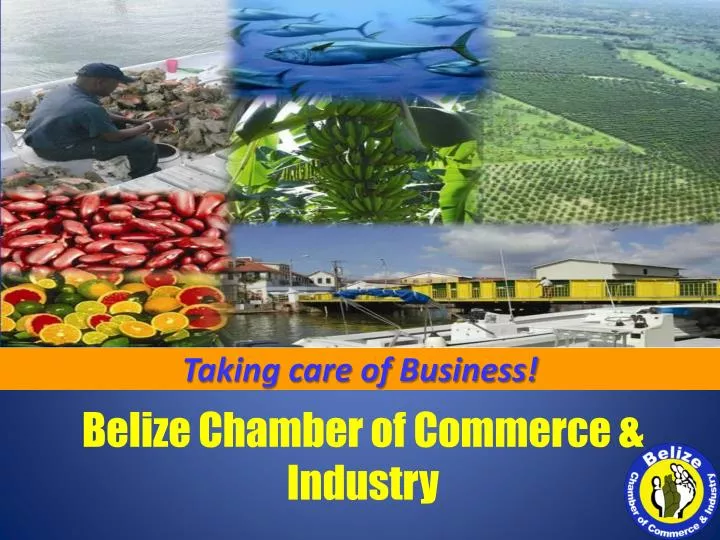 belize chamber of commerce industry