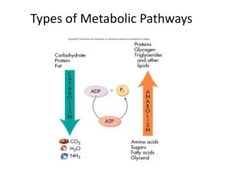 Types of Metabolic Pathways