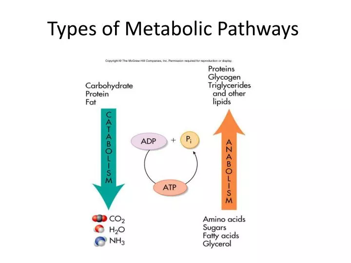 types of metabolic pathways