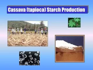 Cassava (tapioca) Starch Production