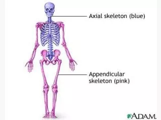 Helpful Tips for Learning Bones