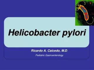 Helicobacter pylori