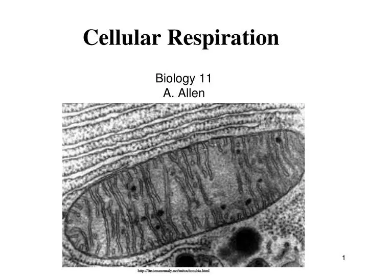 cellular respiration