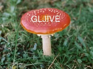 gljive