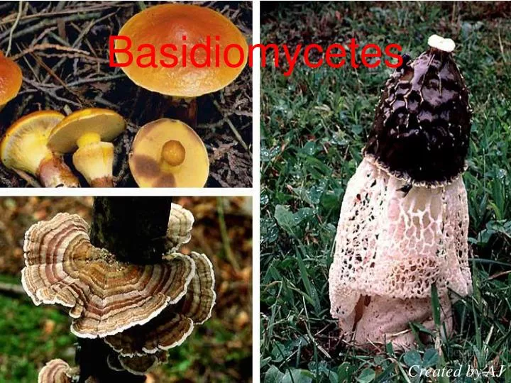 basidiomycetes