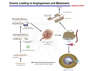 Events Leading to Angiogenesis and Metastasis