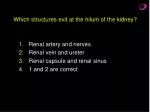 Which structures exit at the hilum of the kidney? - slide 1