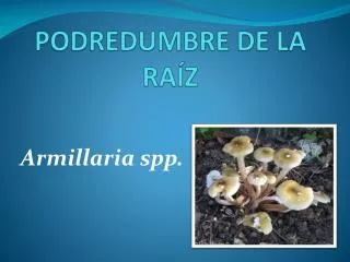 podredumbre de la ra z