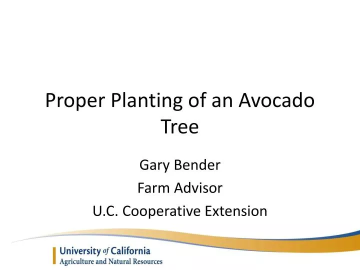 proper planting of an avocado tree