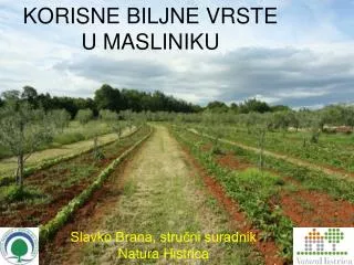 korisne biljne vrste u masliniku