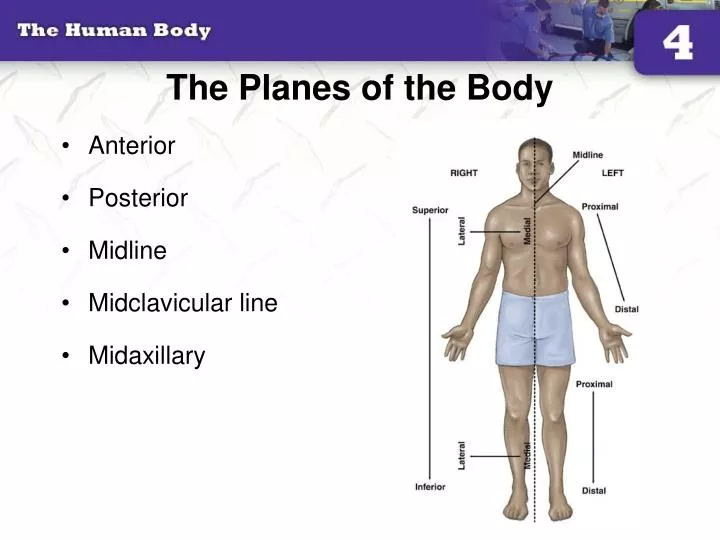 the planes of the body