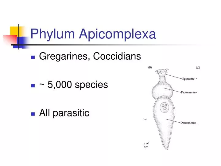 phylum apicomplexa