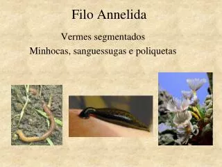 filo annelida