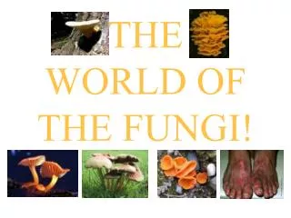 THE WORLD OF THE FUNGI!
