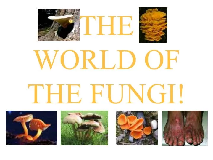 the world of the fungi