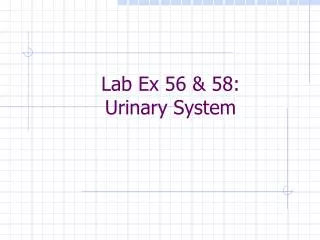 Lab Ex 56 &amp; 58: Urinary System