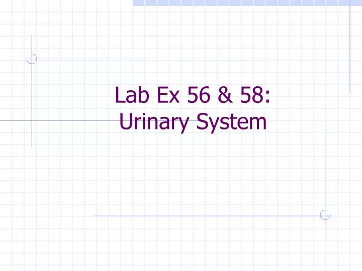 lab ex 56 58 urinary system