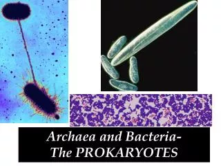 Archaea and Bacteria- The PROKARYOTES
