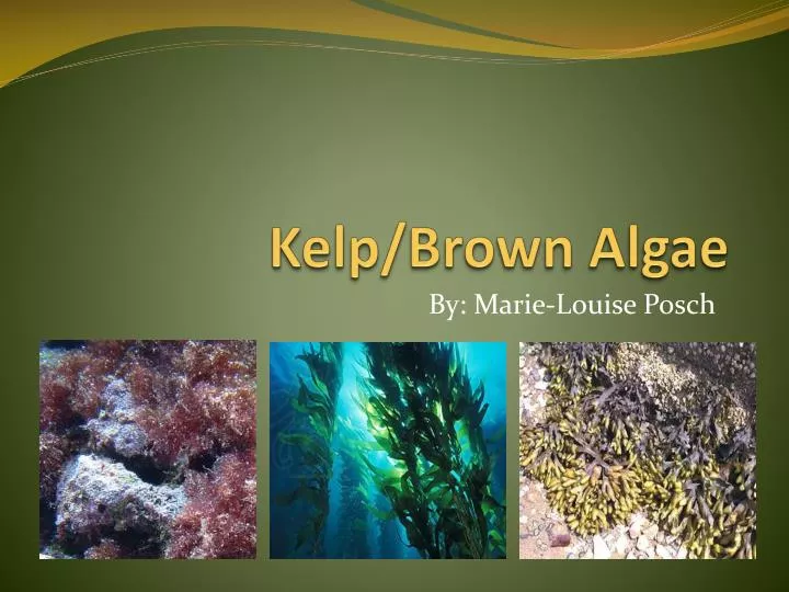kelp brown algae