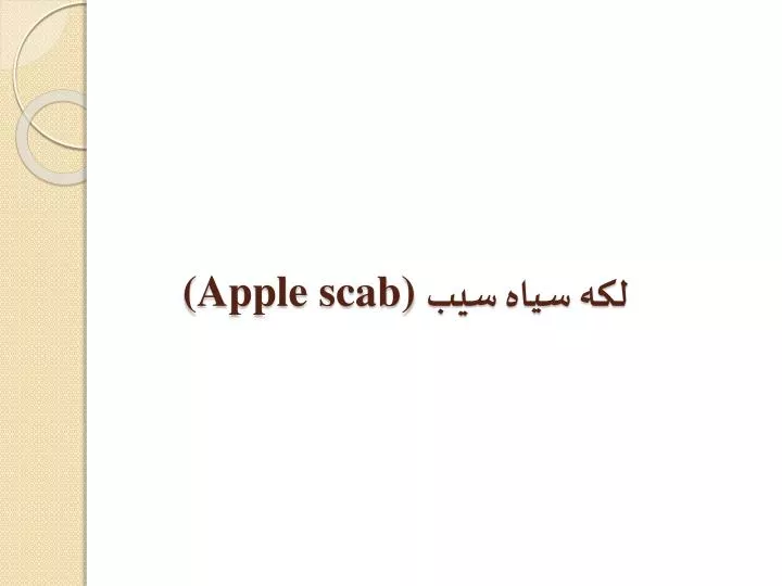 apple scab