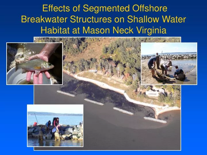 effects of segmented offshore breakwater structures on shallow water habitat at mason neck virginia