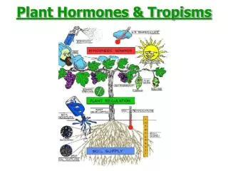 Plant Hormones &amp; Tropisms