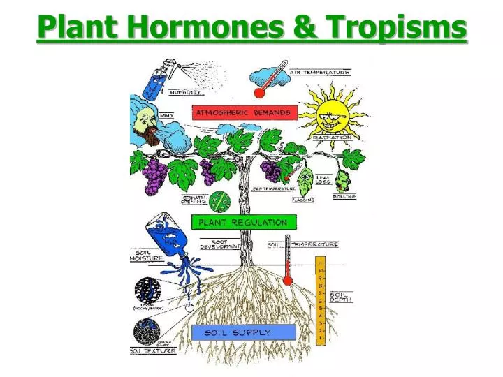 plant hormones tropisms