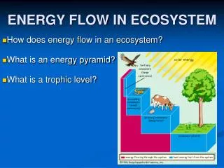 energy flow in ecosystem