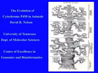 The Evolution of Cytochrome P450 in Animals David R. Nelson