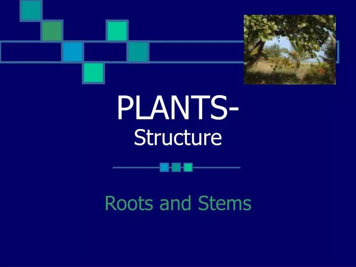 plants structure