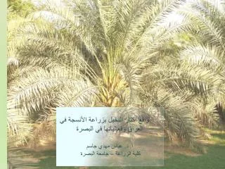Activities of Date Palm Tissue Culture in Basrah