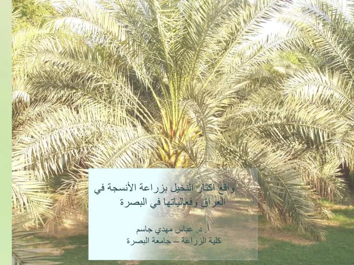 activities of date palm tissue culture in basrah