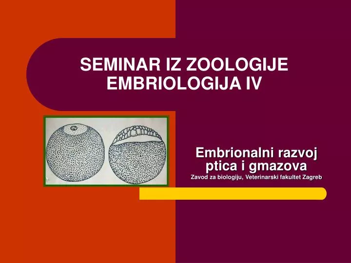 seminar iz zoologije embriologija iv