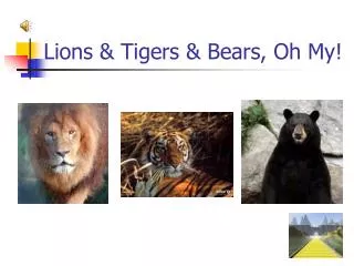 Lions &amp; Tigers &amp; Bears, Oh My!