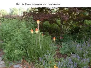 Red Hot Poker, originates from South Africa