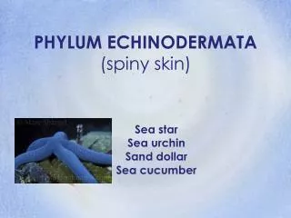 PHYLUM ECHINODERMATA (spiny skin)