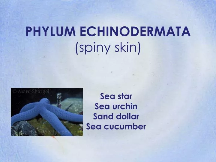 phylum echinodermata spiny skin