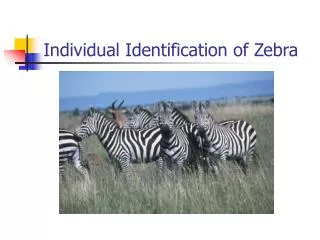 Individual Identification of Zebra