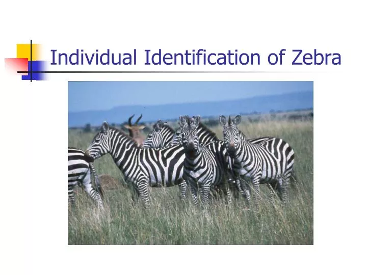 individual identification of zebra
