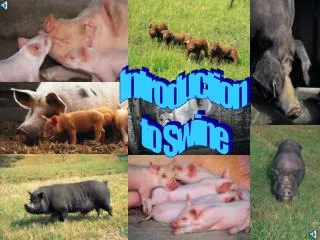 Introduction to Swine