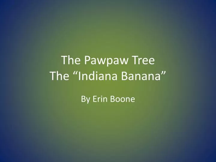 the pawpaw tree the indiana banana